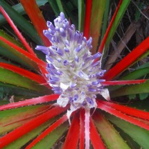 Flower of the plant with red leaves